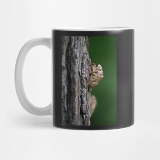 Cicada Shell Mug